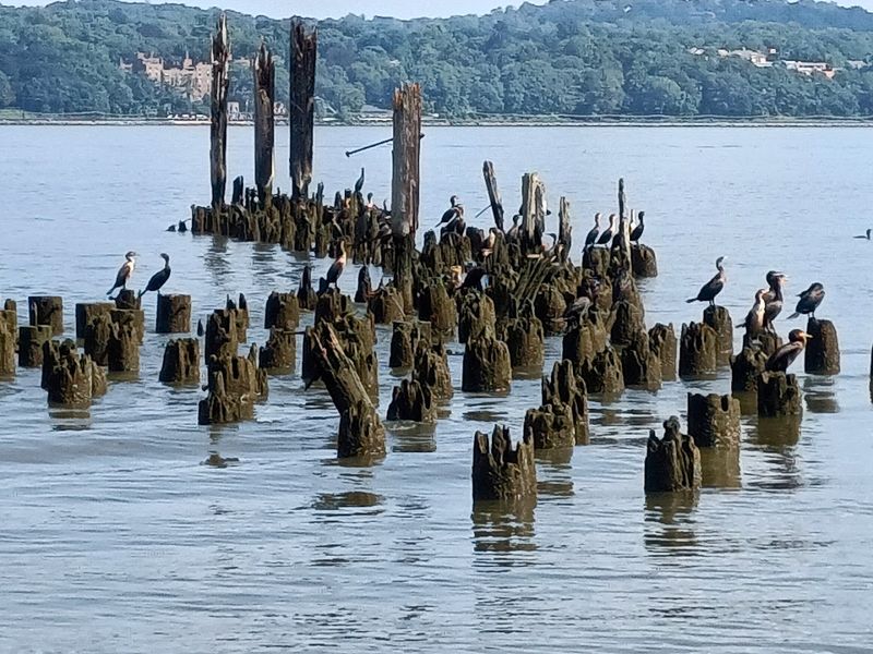 Birding Paradise Right on the Pier Birding Paradise Right on the Pier