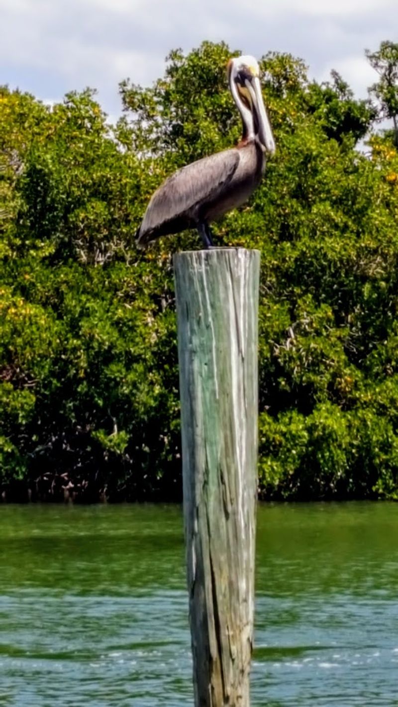 Birding and Wildlife Watching Birding and Wildlife Watching