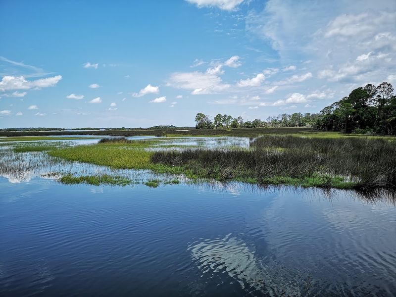Birding in Cedar Key
