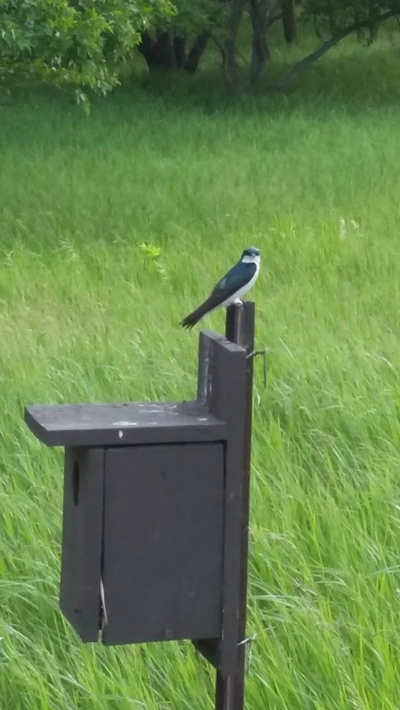 Birdwatching Along the Minnesota-South Dakota Border