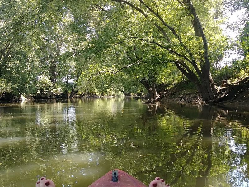 Birdwatching in the Forest and Wetlands