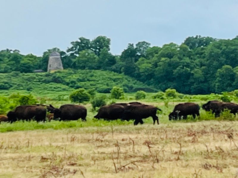 Bison Ambassador Docents: Meet the Experts on Sundays