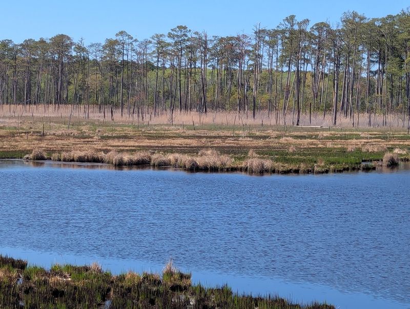 Blackwater National Wildlife Refuge – Cambridge, Maryland Blackwater National Wildlife Refuge – Cambridge, Maryland