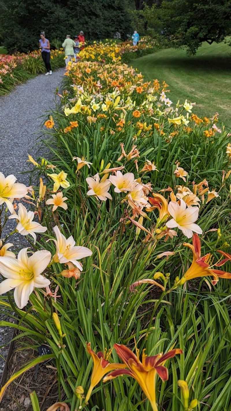Blooming Daffodils That Feel Like Spring in a Painting