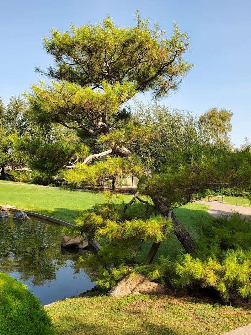 Bonsai Trees and Plant Life That Will Leave You Speechless