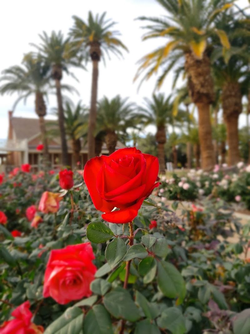 Breathtaking Rose Gardens in Full Bloom