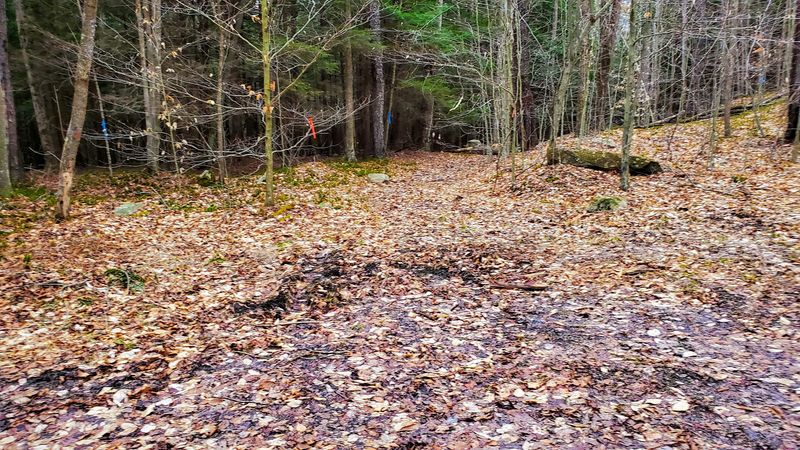 Bridle Trails Built for Horse Lovers Bridle Trails Built for Horse Lovers