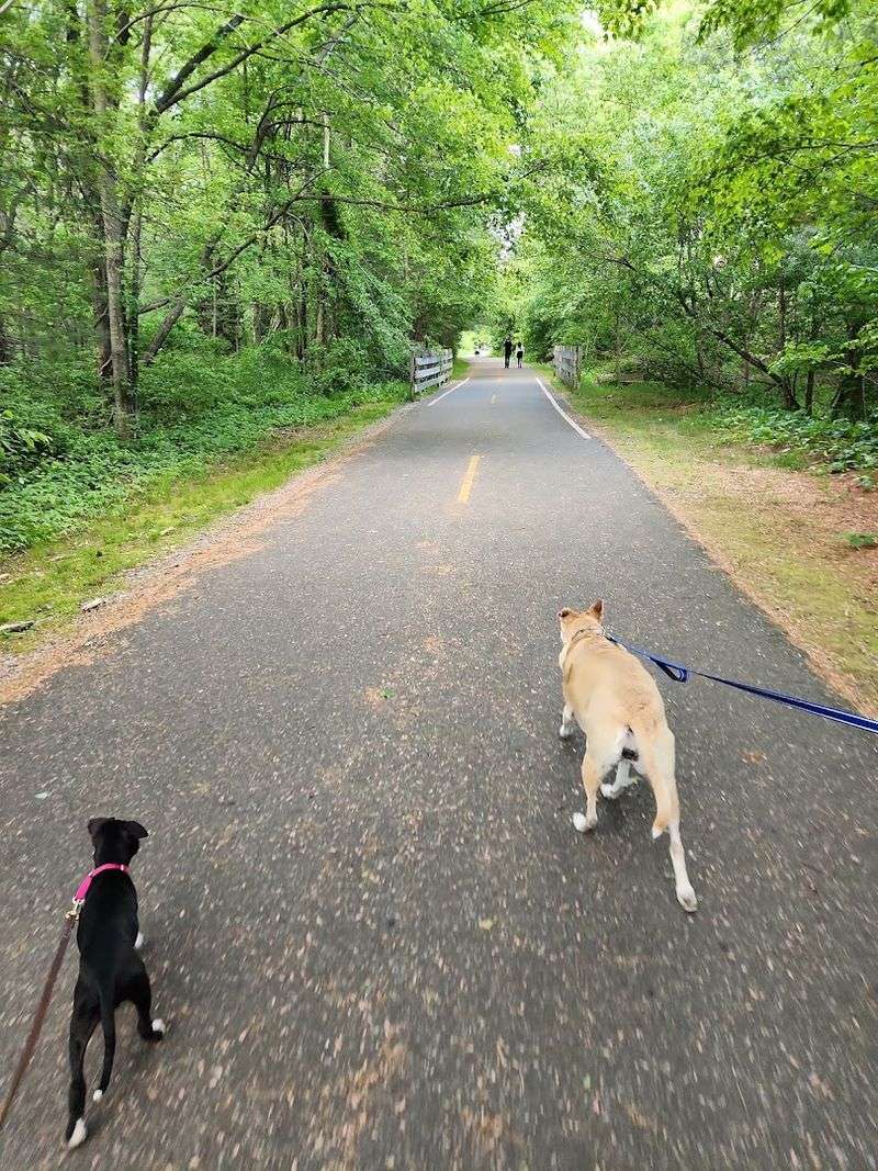 Bringing Your Dog Along for the Adventure