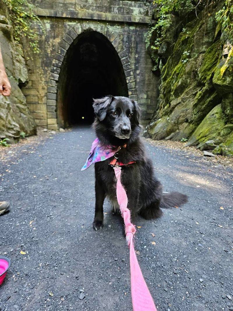 Bringing Your Dog Along for the Adventure Bringing Your Dog Along for the Adventure