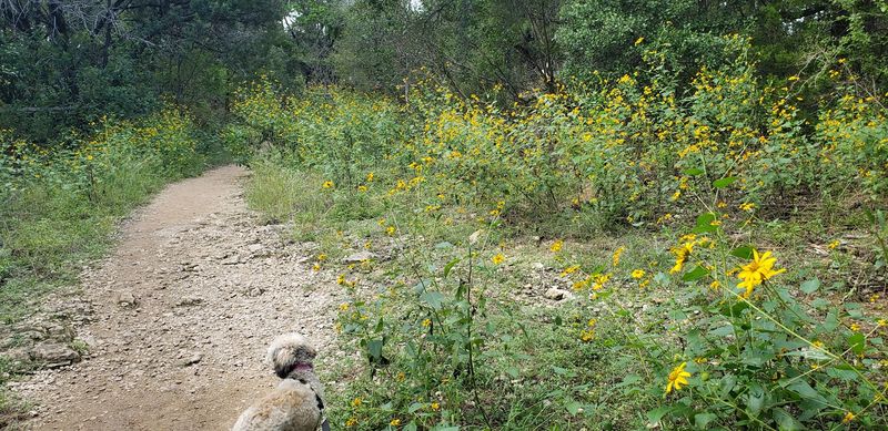 Bringing Your Dog: What You Need to Know First