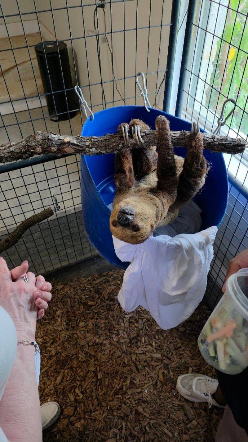Bruno the Two-Toed Sloth: The Surprise Celebrity of the Property