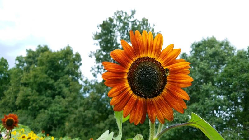 Bug Spray: The Unsung Hero of Your Visit