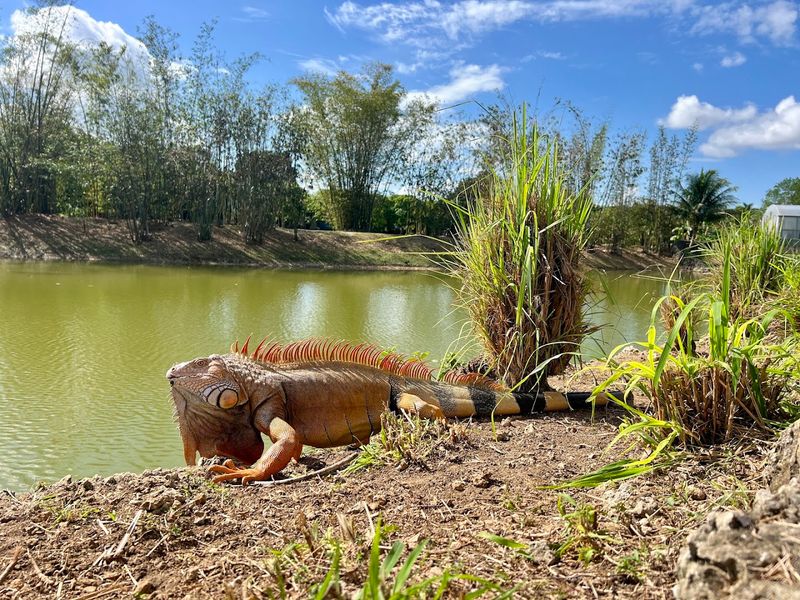 Butterflies, Iguanas, and the Wildlife You Did Not Expect Butterflies, Iguanas, and the Wildlife You Did Not Expect