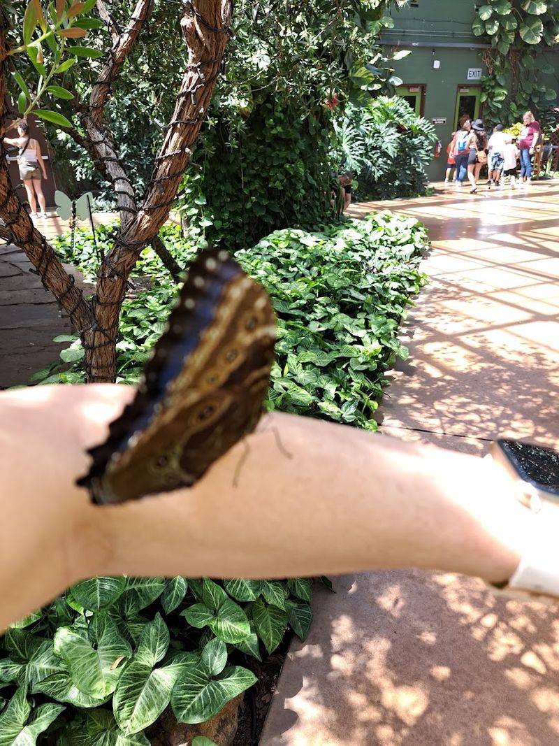 Butterflies That Land on You