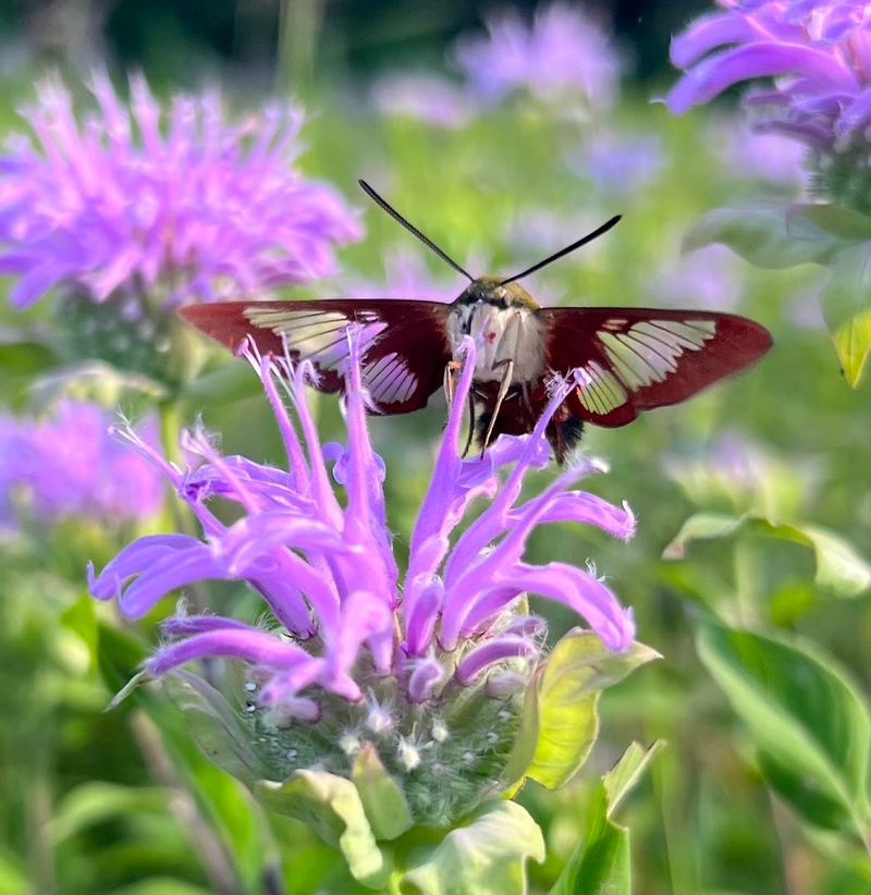 Butterflies and Wildflowers Along the Path Butterflies and Wildflowers Along the Path