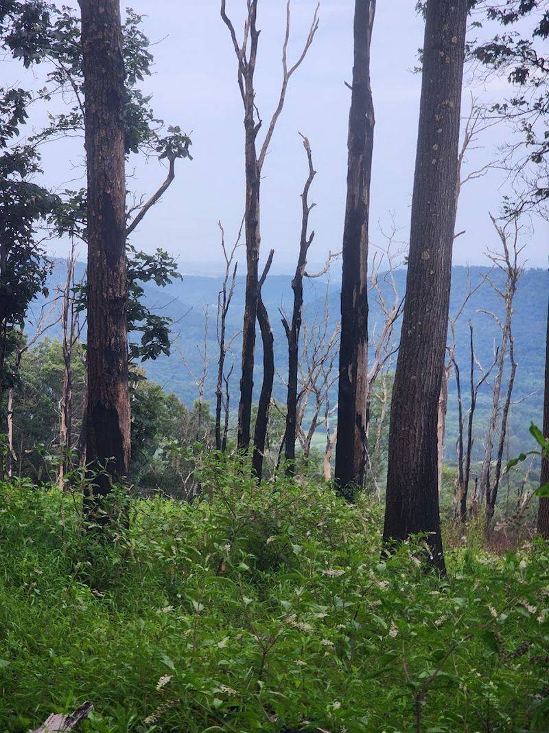Buzzard Knob Overlook: A Quiet Gem Worth Finding
