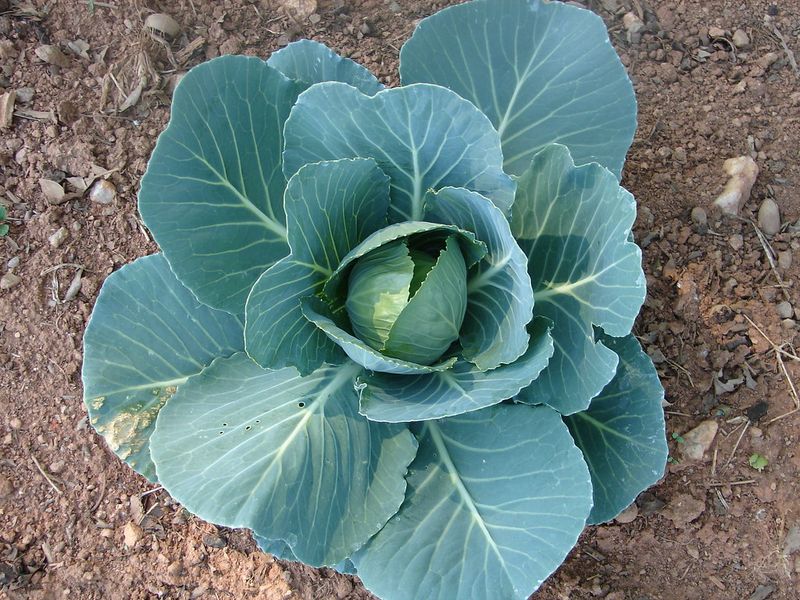 Cabbage Cabbage