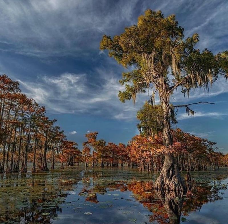 Caddo Lake: The Beating Heart of the Swamp