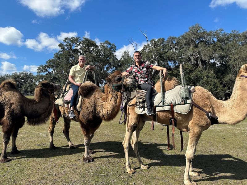 Camel Rides That Add a Wild Twist