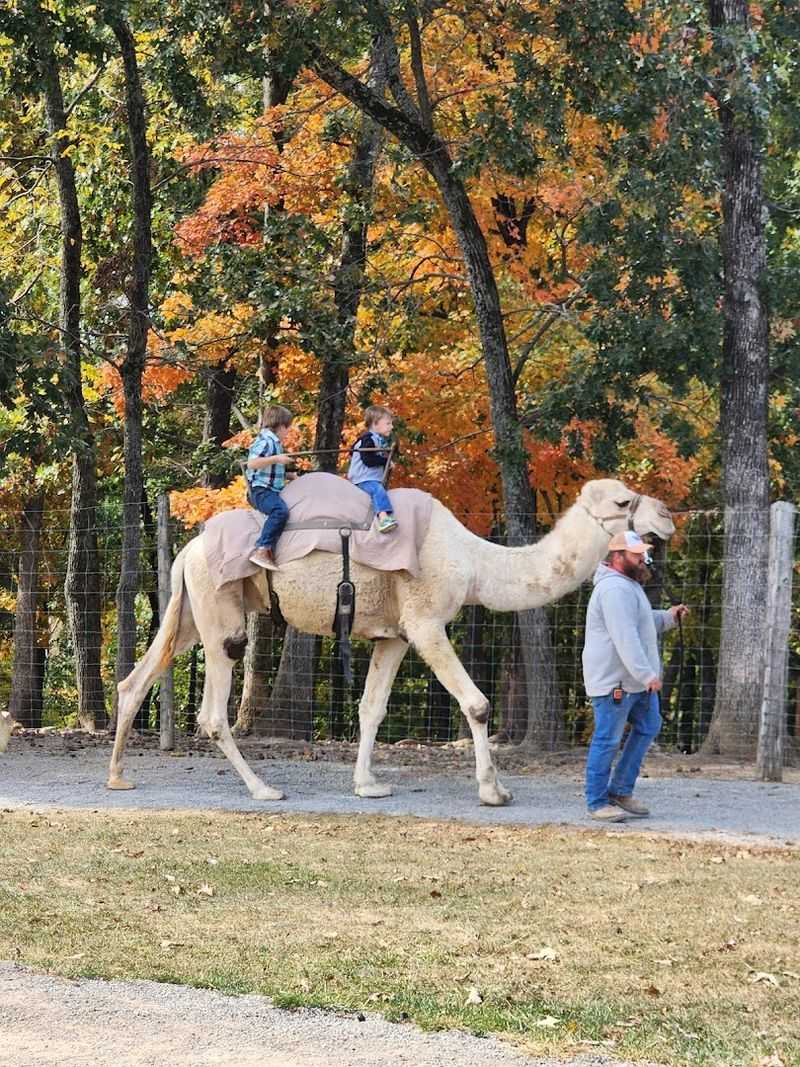 Camel Rides That Will Leave You Speechless