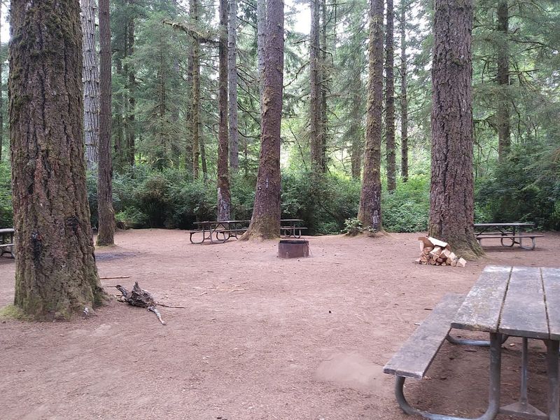 Camping Beneath Towering Trees With Surprising Privacy