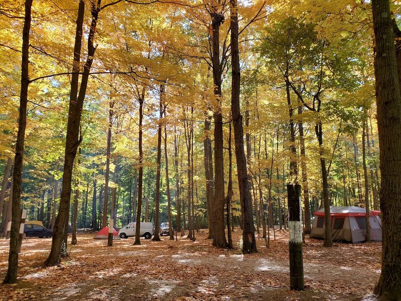 Camping Under the Stars in a Wooded Setting