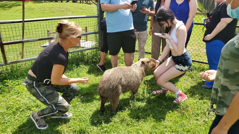 Capybara Interactions You Won't Forget Capybara Interactions You Won't Forget