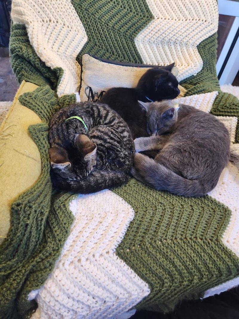 Cat Adoption Done Right