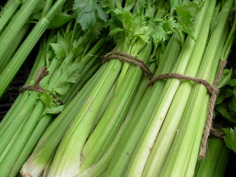 Celery Celery