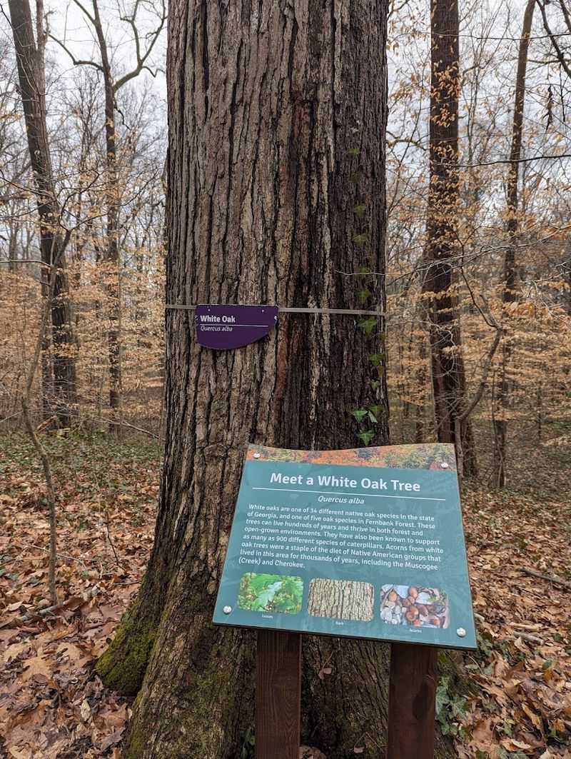 Champion Trees — The Record-Breakers of the Forest Champion Trees — The Record-Breakers of the Forest