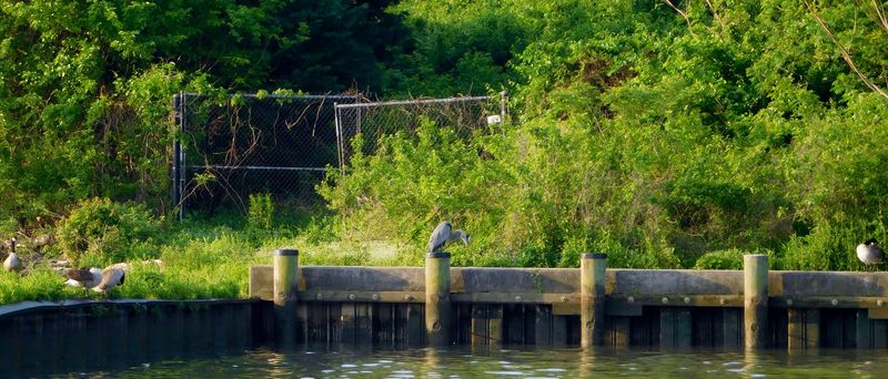 Charlie Joiner and the Art of the Working Decoy