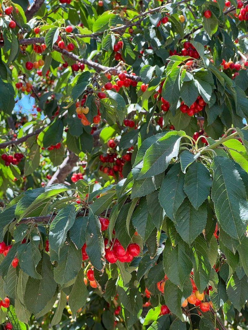 Cherry Picking and the Exciting 2025 Cherry Season