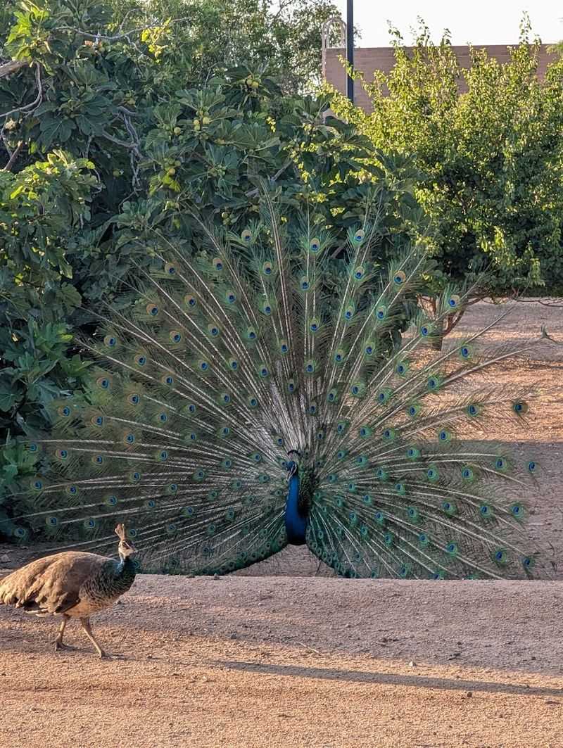 Chickens, Pigeons, and Other Farmyard Birds