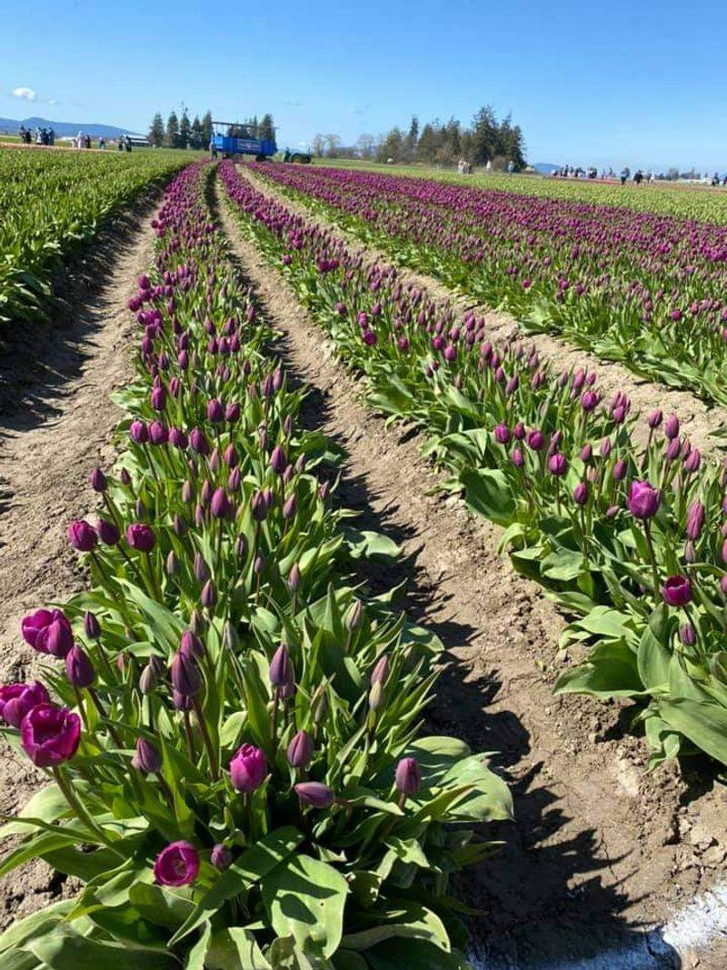 Christianson's Nursery