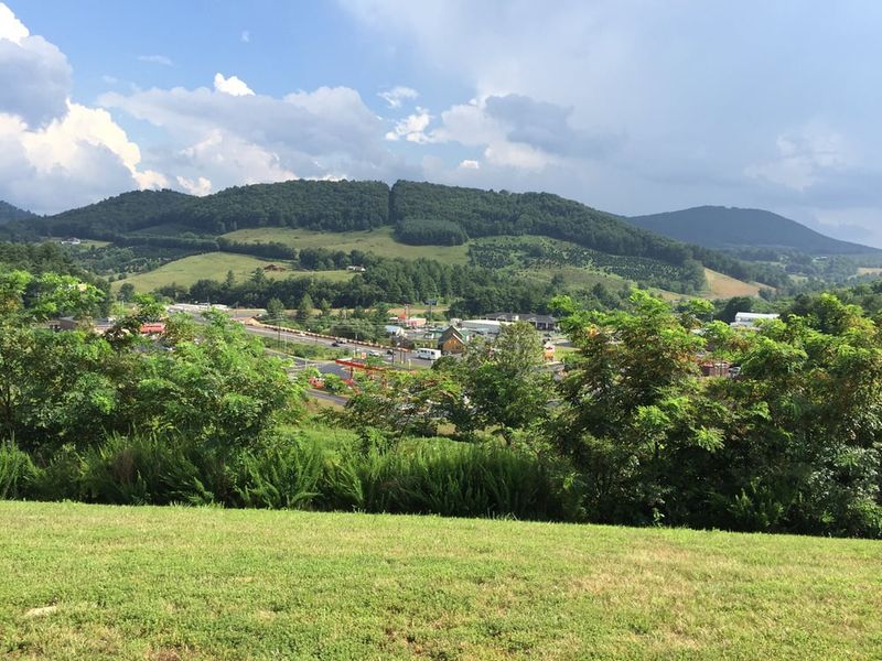 Christmas Tree Farms That Made This Region Famous