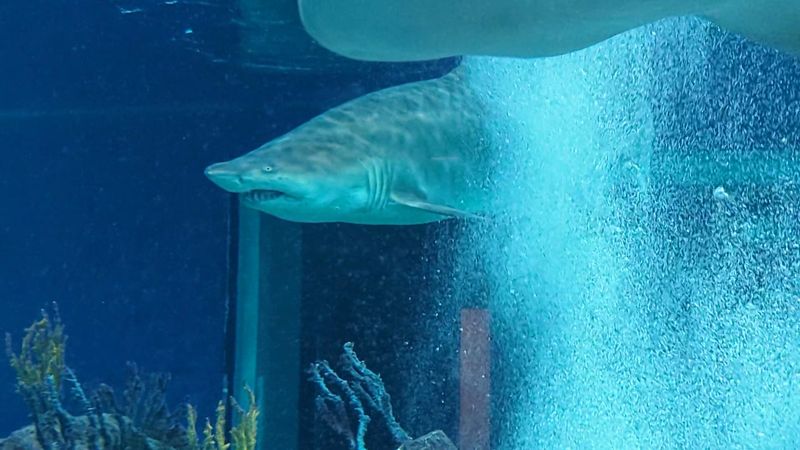 Cocktails and Marine Life: Drinks at the Aquarium