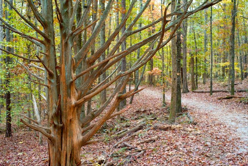 Color-Coded Trail System for All Skill Levels