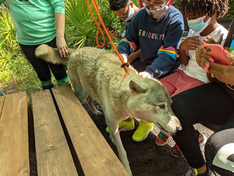Community Involvement That Keeps the Sanctuary Thriving