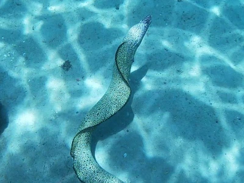 Comparing Phil Foster to Caribbean Snorkeling