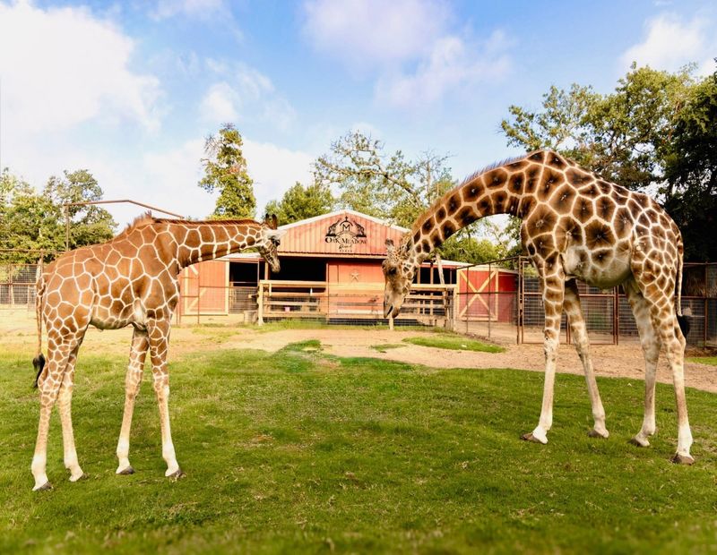 Conservation Education and Animal Stewardship Mission