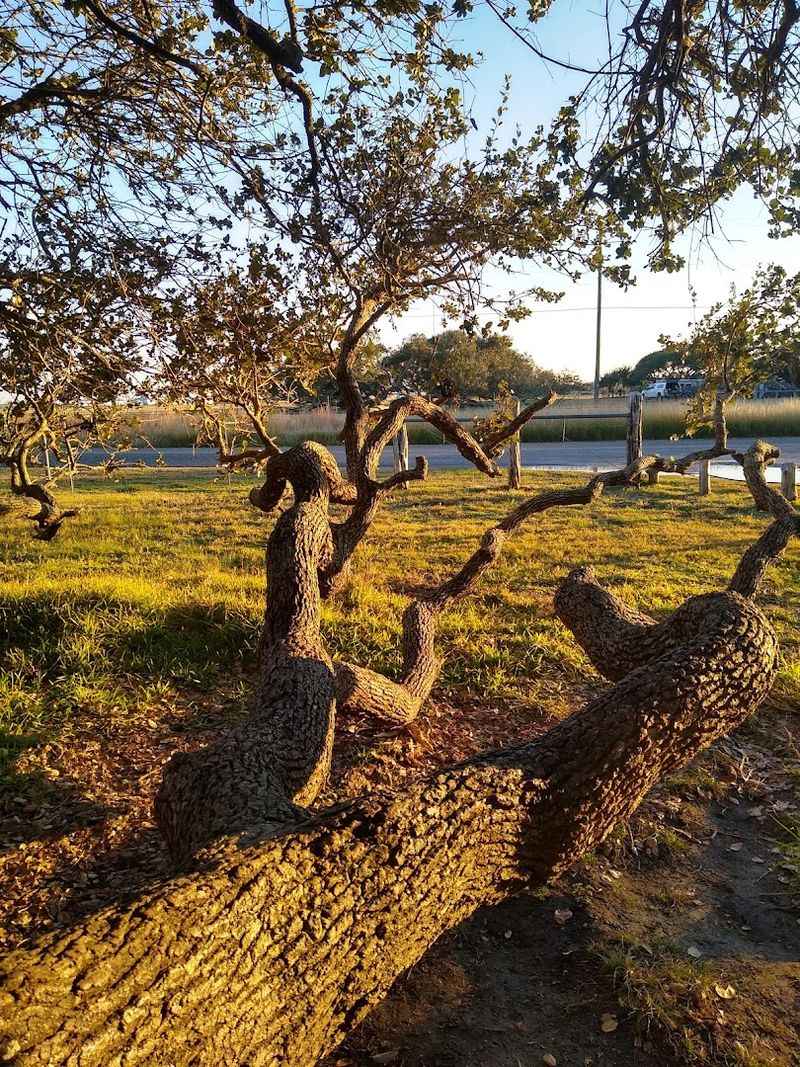 Conservation Efforts Keeping This Wonder Alive