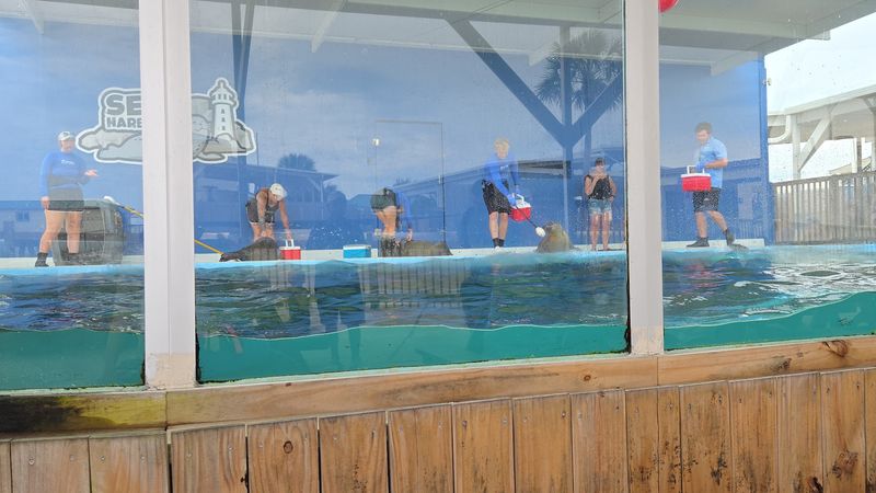 Conservation at Its Core: How Gulfarium Makes a Real Difference Conservation at Its Core: How Gulfarium Makes a Real Difference