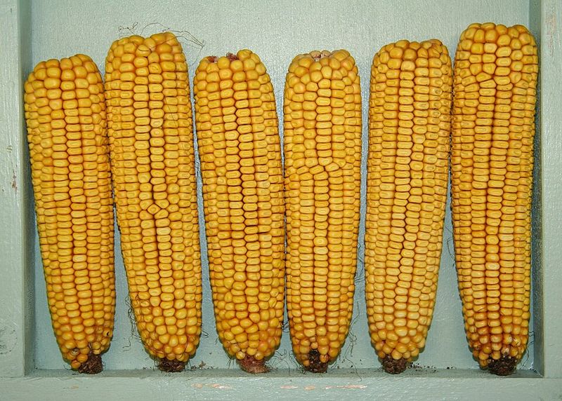 Corn Corn