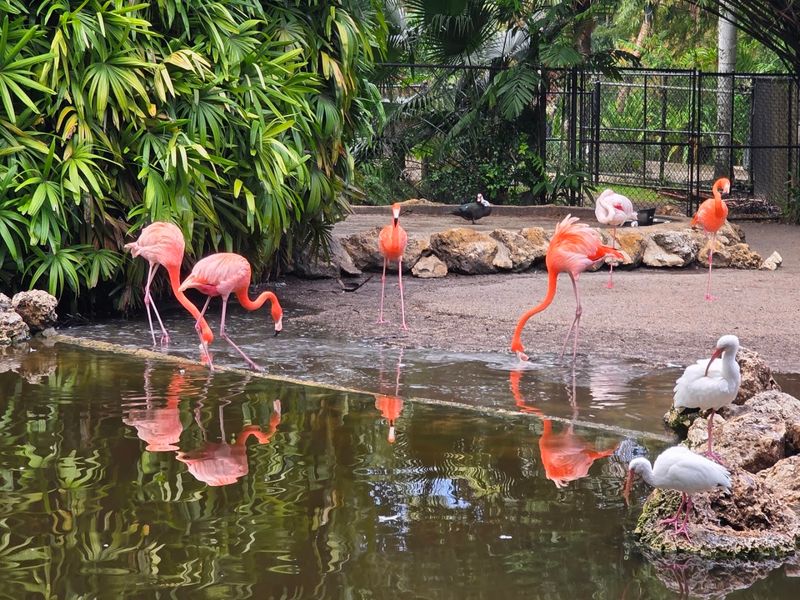 Cranes, Exotic Birds, and the Aviary