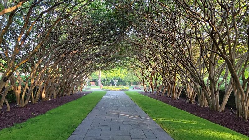 Crepe Myrtle Alley and Its Fairytale Tunnel Crepe Myrtle Alley and Its Fairytale Tunnel