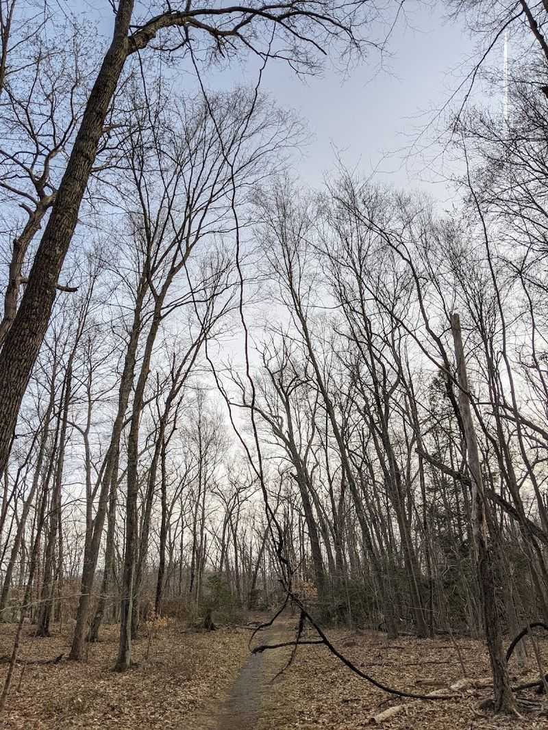 Cross-Country Skiing When Winter Blankets The Forest