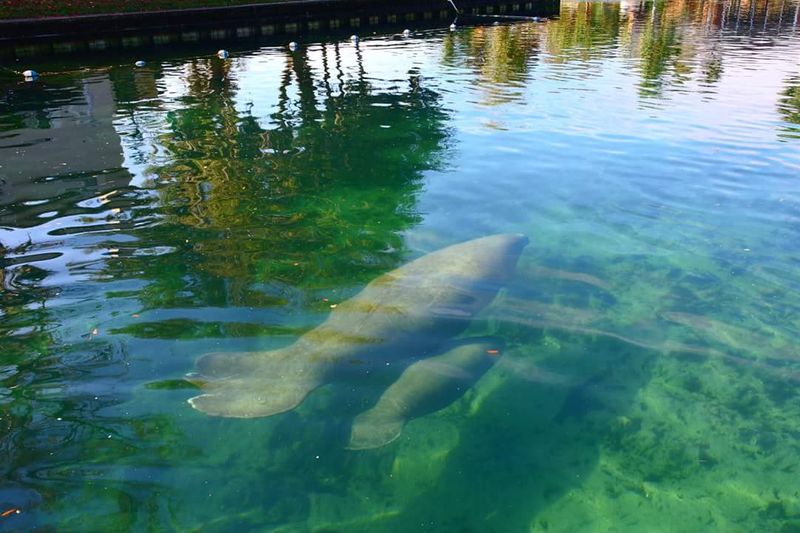 Crystal River - Florida