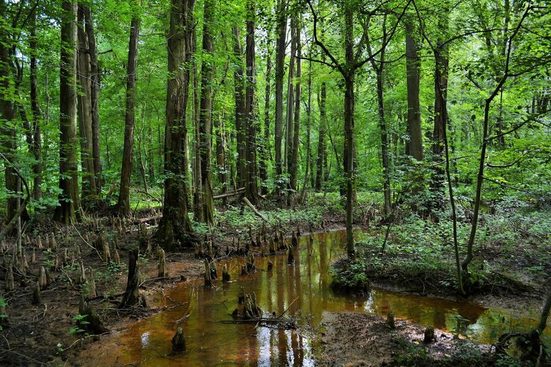 Cypress Knees: Nature's Strangest Sculptures Cypress Knees: Nature's Strangest Sculptures