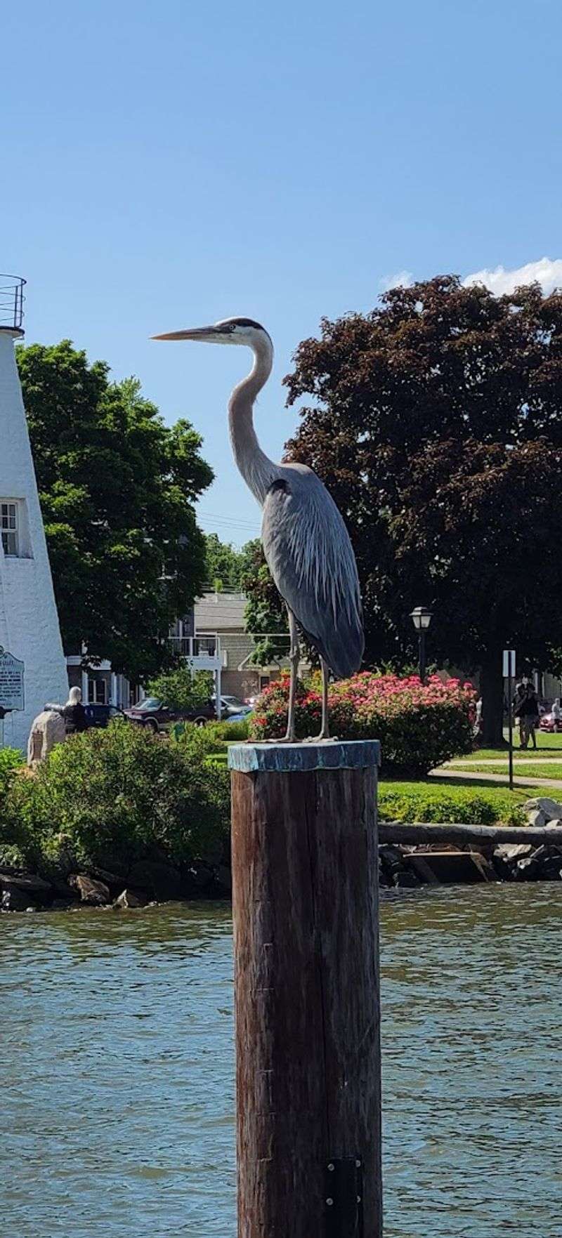 Decoy Carving as an American Folk Art Form