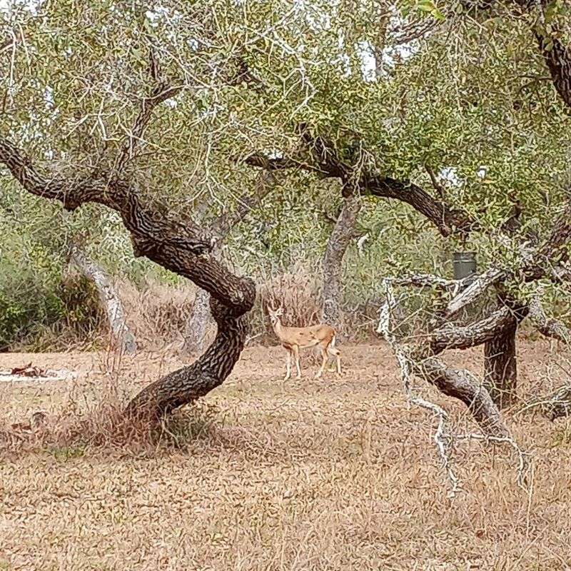 Deer Wandering Freely Through the Park